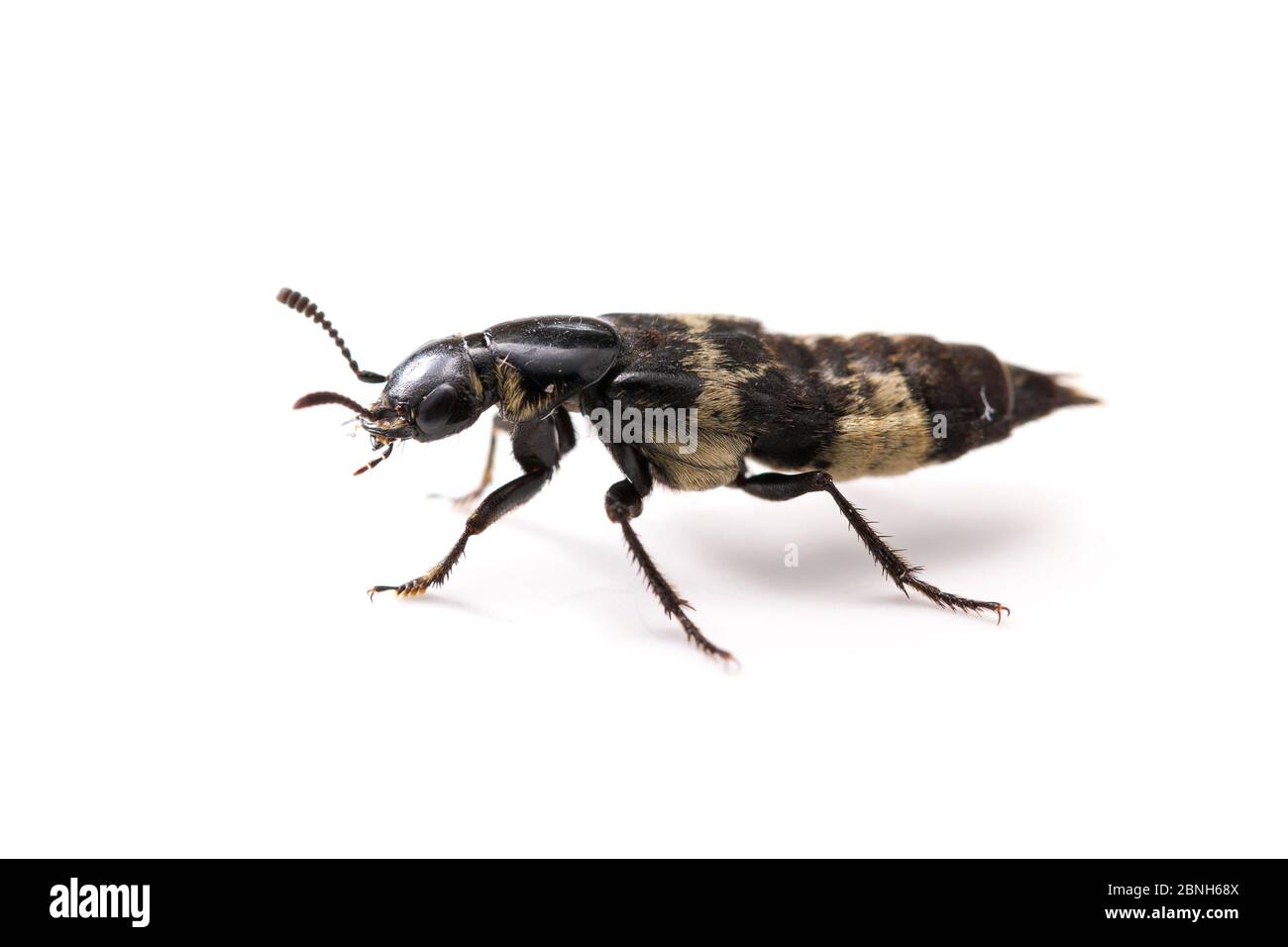 Hairy rove beetle (Creophilus maxillosus) Texas, USA, July. Stock Photo