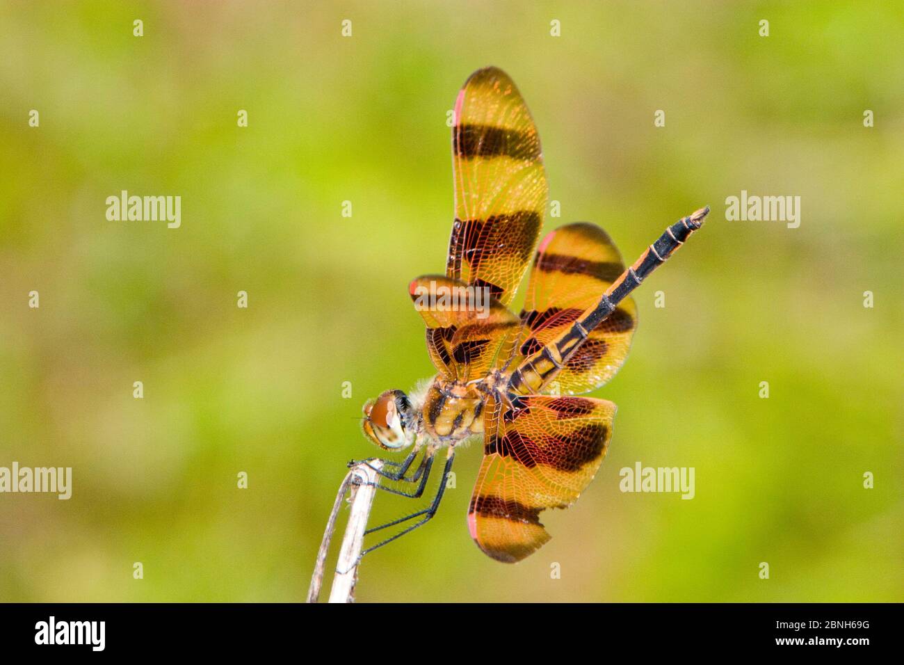Halloween pennant dragonfly (Celithemis eponina) male, Texas, USA