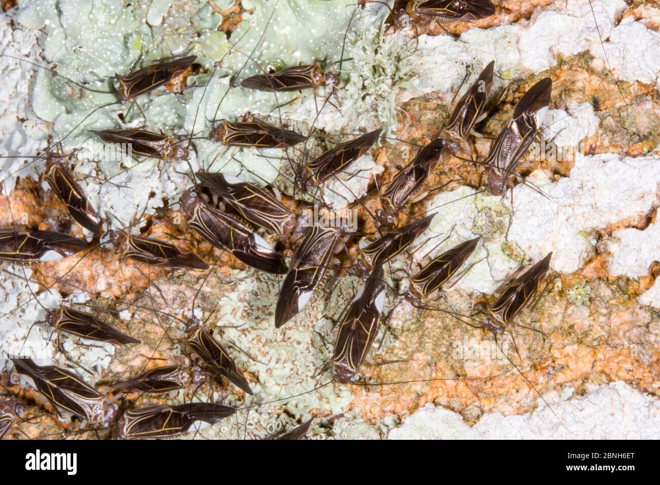 Bark louse (Cerastipsocus venosus) group on lichen covered tree, Texas