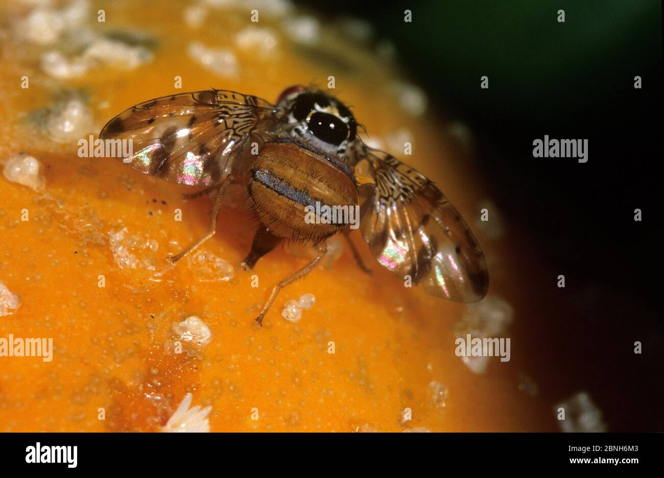 Mediterranean fruit fly (Ceratitis capitata) female laying eggs into a papaya fruit. Introduced pest species in Australia. Stock Photo