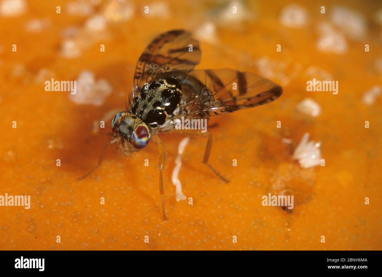 Mediterranean fruit fly (Ceratitis capitata) female laying eggs into a papaya fruit. Introduced pest species in Australia. Stock Photo