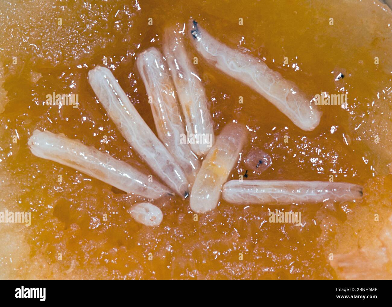 Mediterranean fruit fly (Ceratitis capitata) larvae in apricot fruit  Introduced pest species in Australia. Stock Photo