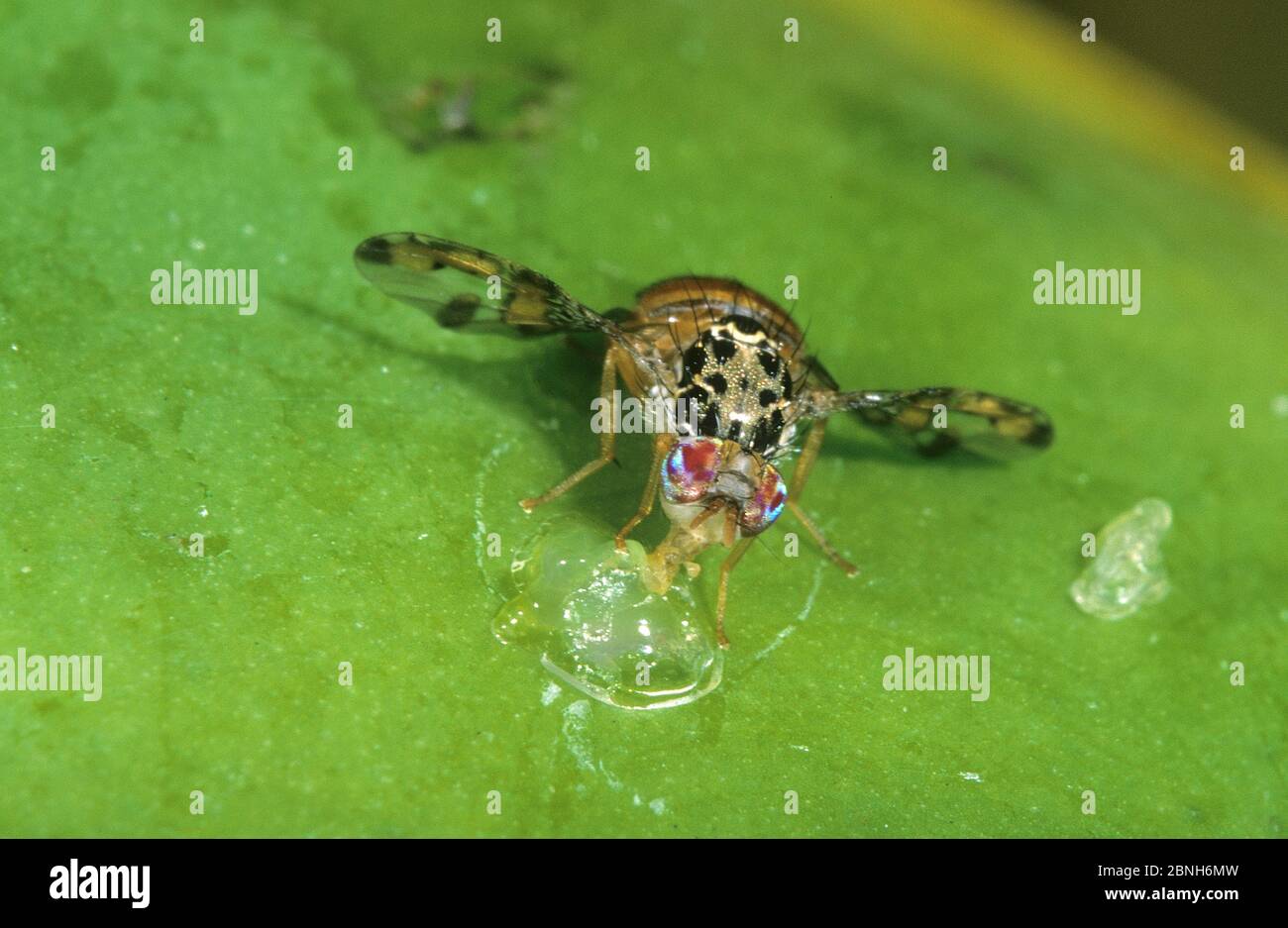 Mediterranean fruit fly (Ceratitis capitata) feeding on unripe papaya fruit. Introduced pest species in Australia. Stock Photo