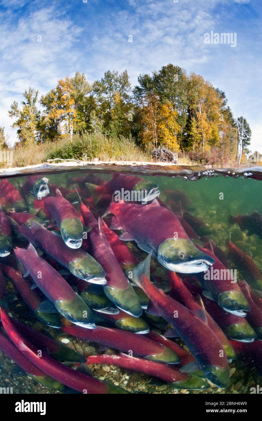 Split level photo of group of Sockeye salmon (Oncorhynchus nerka) fighting their way upstream as they migrate back to the river of their birth to spaw Stock Photo