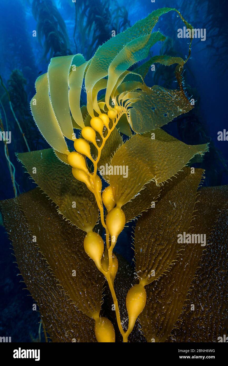 Air filled bladders of Giant kelp (Macrocystis pyrifera). Santa Barbara Island, Channel Islands. Los Angeles, California, United States of America. No Stock Photo