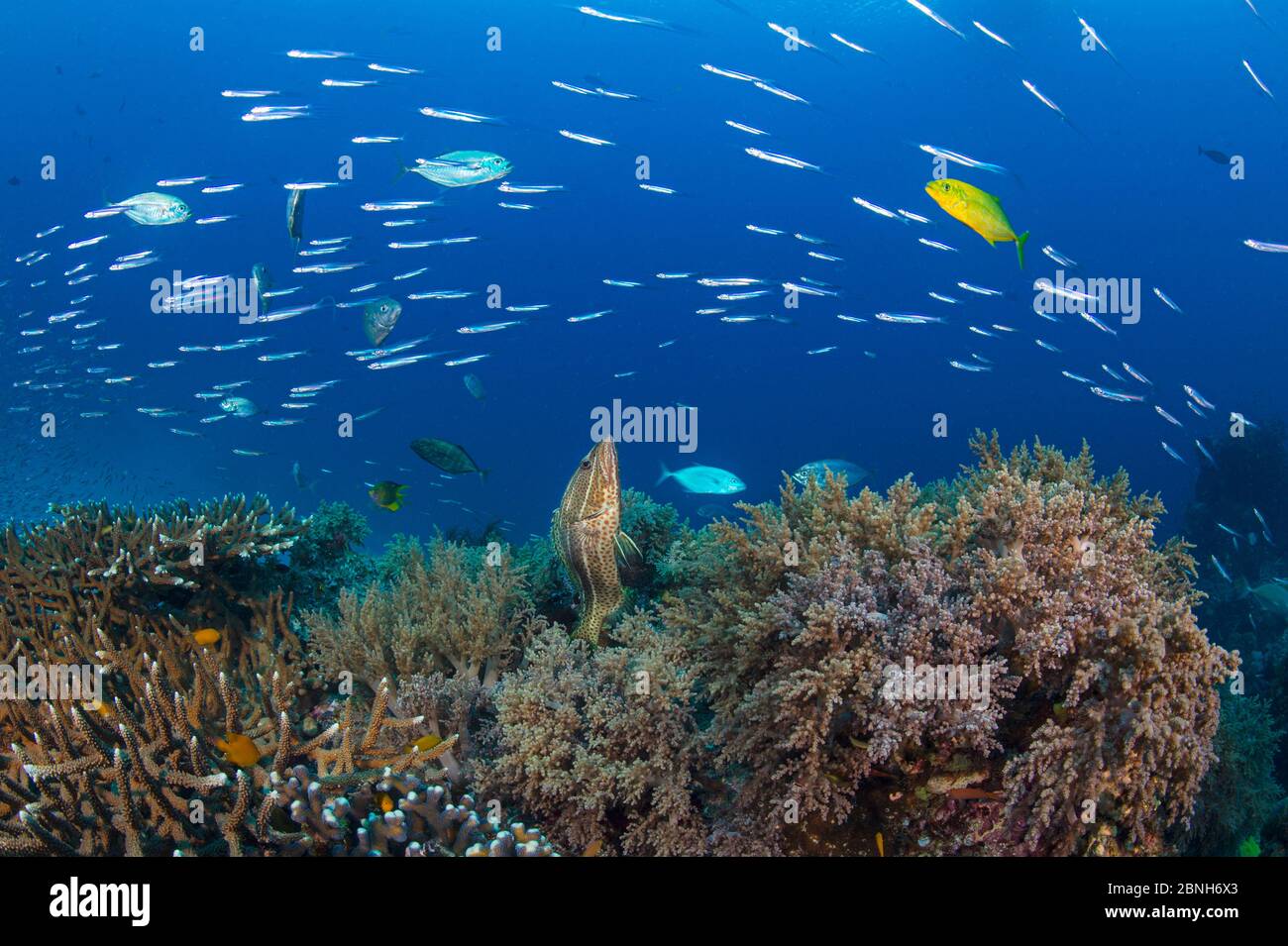 Slender grouper (Anyperodon leucogrammicus) exploiting the confusion caused by and Orange spotted trevally (Carangoides bajad) hunting silversides (At Stock Photo