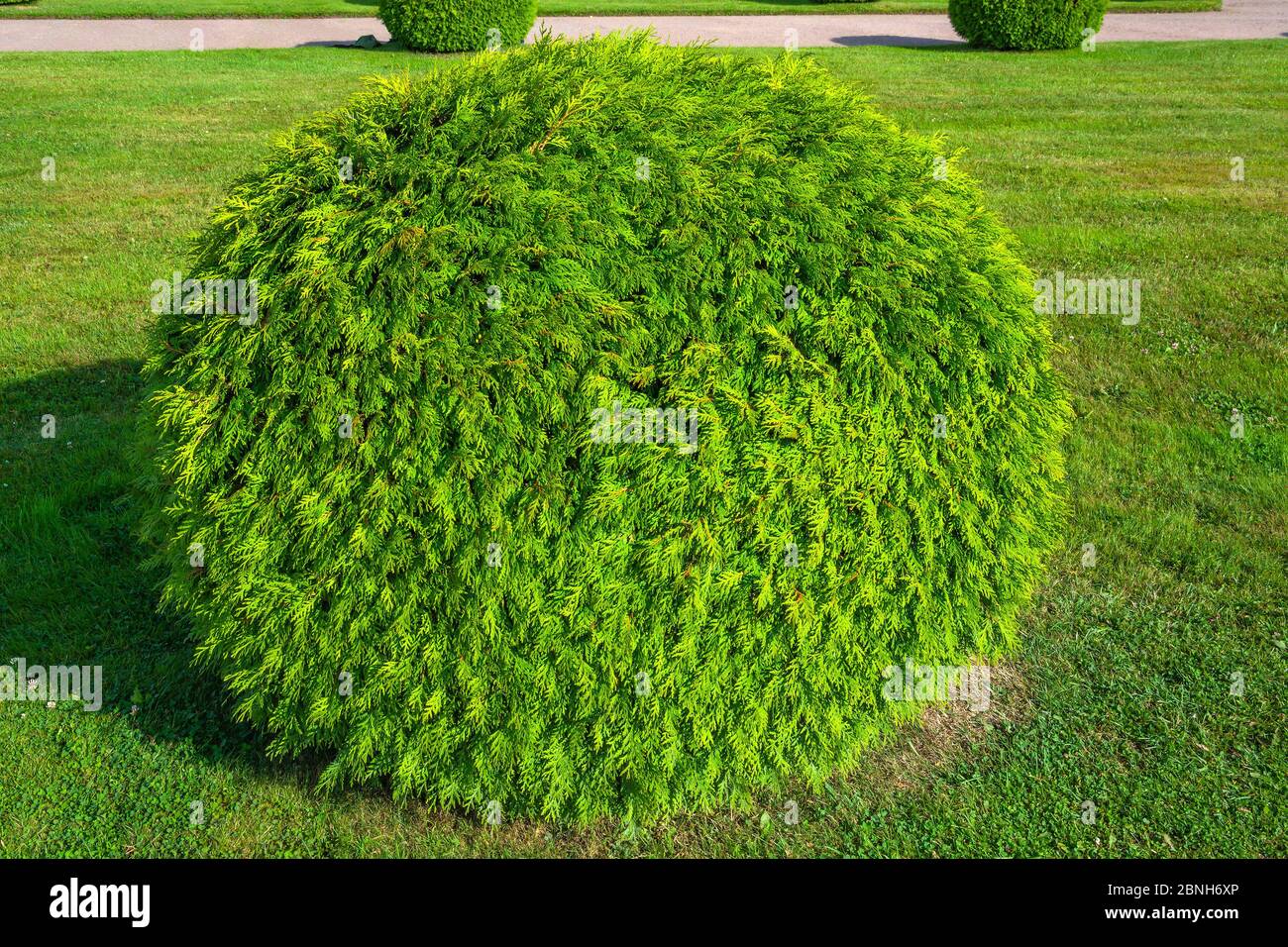 Beautifully trimmed Golden thuja Bush on a manicured lawn Stock Photo