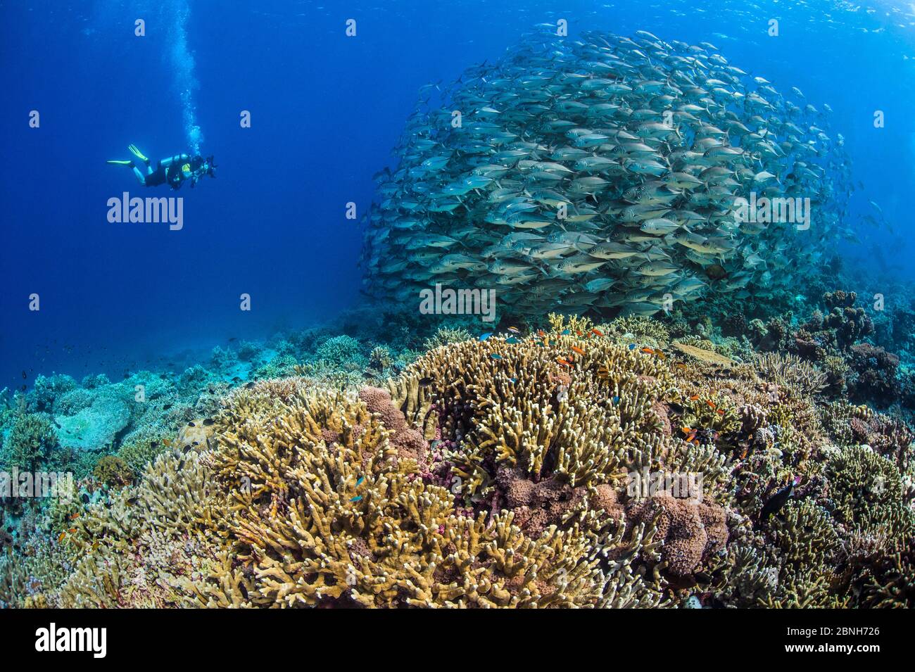 Diver photographing a school of Big eye trevally (Caranx sexfasciatus). South Atoll, Tubbataha Atolls, Tubbataha Reefs Natural Park, Palawan, Philippi Stock Photo