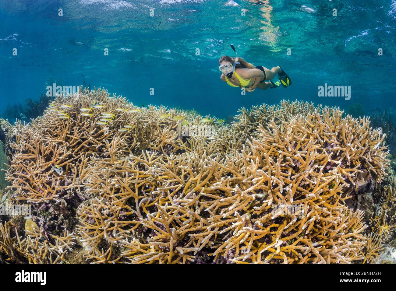 Snorkeller swimming over a shallow coral reef with a large stand of Staghorn coral (Acropora cervicornis). North Wall, Grand Cayman, Cayman Islands, B Stock Photo