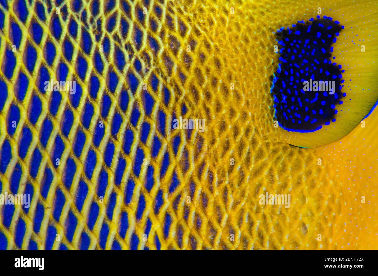 Close up of the scale details of a Yellow-mask angelfish (Pomacanthus xanthometopon). Baa Atoll, Maldives. Indian Ocean Stock Photo