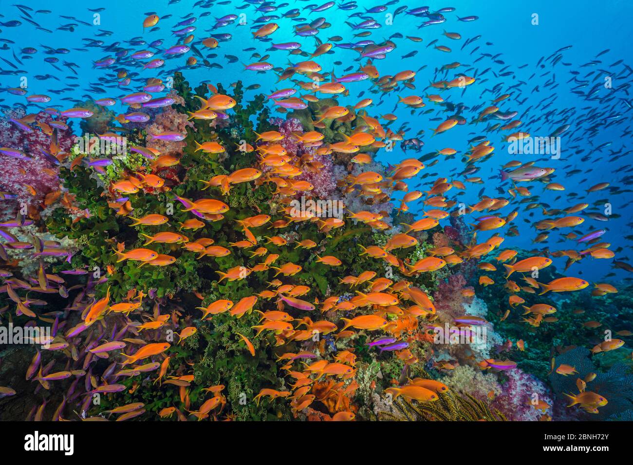 Colourful reef scene with Green tubastrea (Tubastrea micrantha), Soft corals (Scleronephthya sp.) and Scalefin anthias (Pseudanthias squamipinnis) and Stock Photo