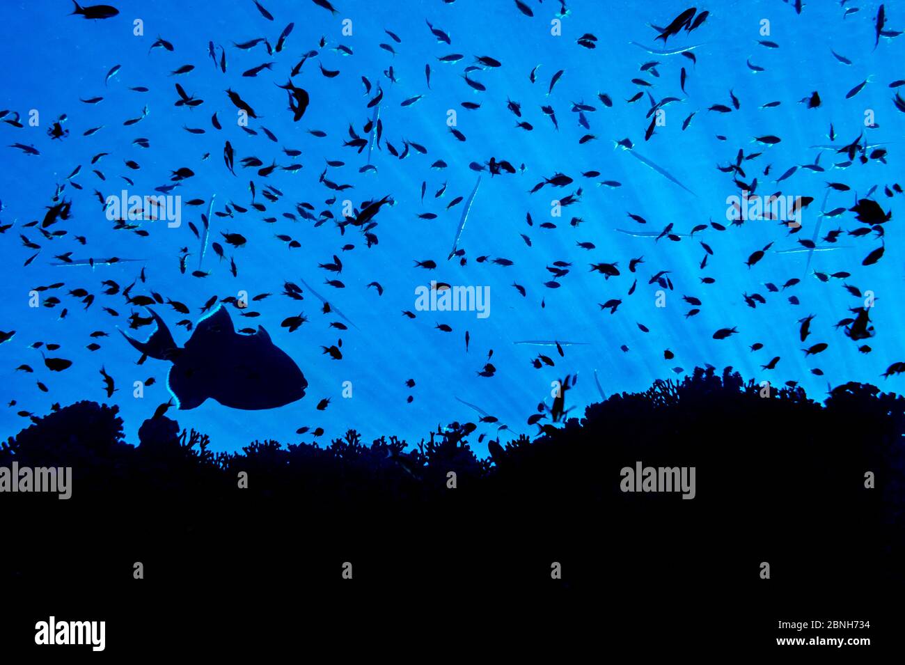 Silhouette of reef fish, including a Blue triggerfish (Pseudobalistes fuscus) and many Scalefin anthias (Pseudanthias squamipinnis). Ras Mohammed Mari Stock Photo
