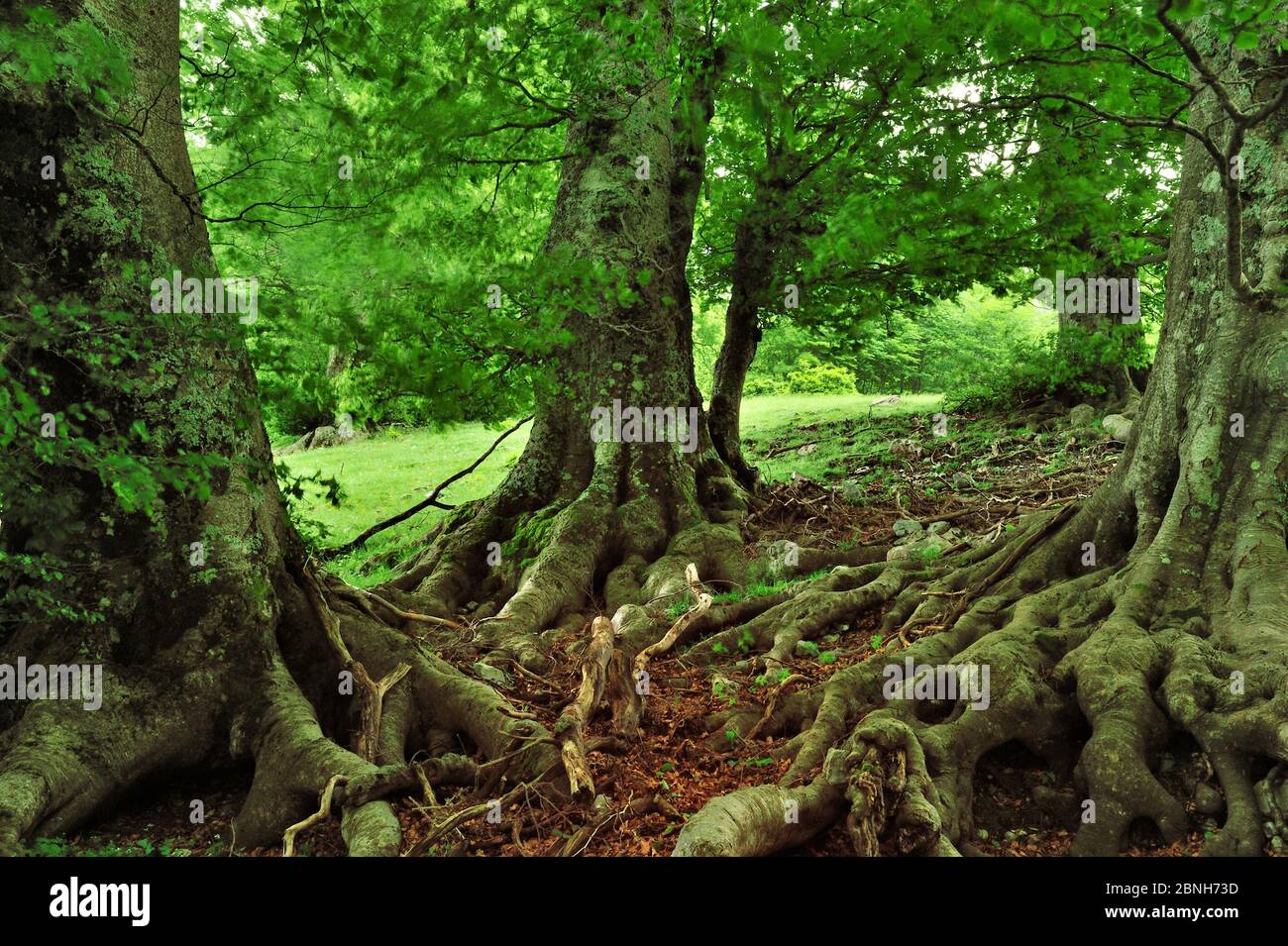 European beech (Fagus sylvatica) forest, Pollino National Park, Italy. June 2009. Stock Photo