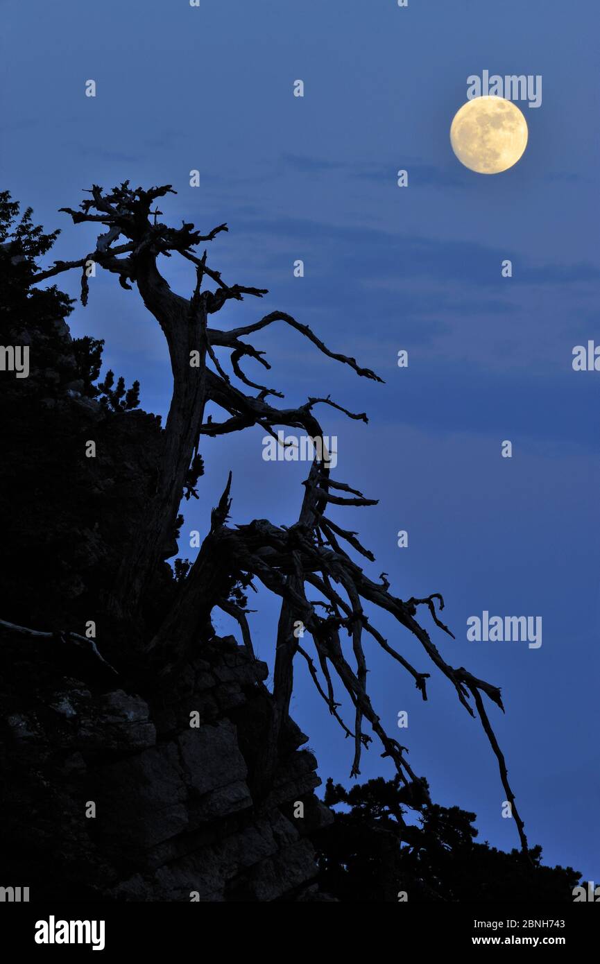Cuirassed pine tree (Pinus leucodermis) silhoueted under full moon, Pollino National Park, Italy. June. Stock Photo