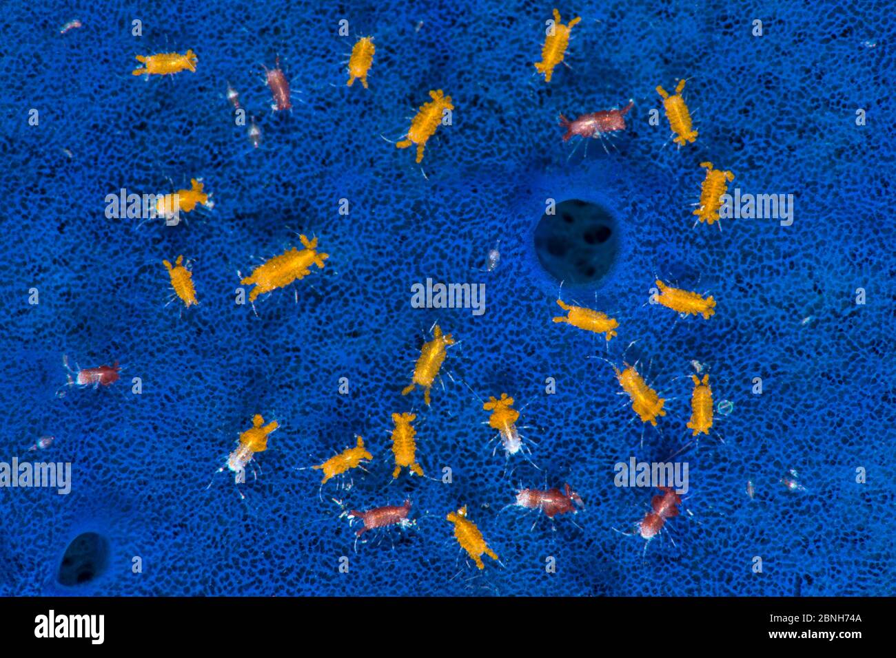 Aggregation of tiny isopods (Santia sp.) living on the surface of a Blue sponge (Haliclona sp.), there are two colour varieties here, possibly differe Stock Photo