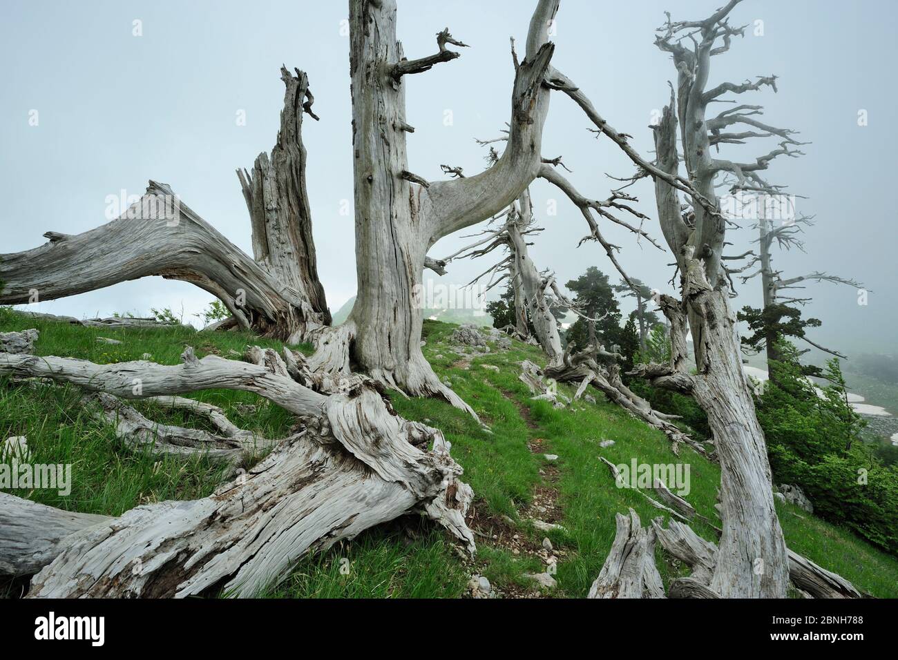 Remains of Cuirassed pine trees (Pinus leucodermis) at Grande Porta del Pollino, Pollino National Park, Italy. May 2009. Stock Photo