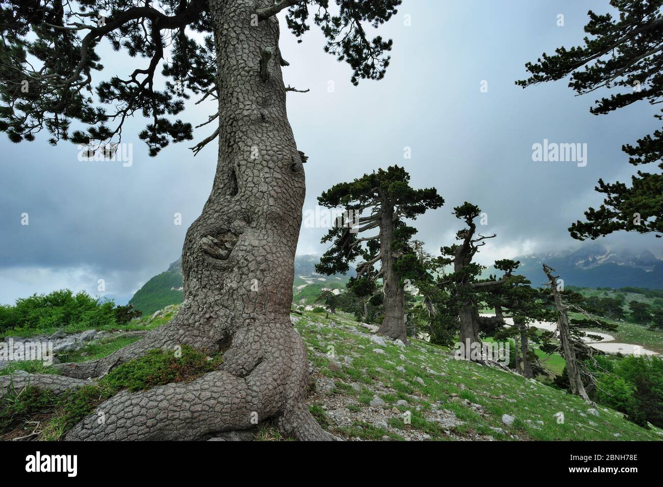 Cuirassed pine trees (Pinus leucodermis) at Grande Porta del Pollino, Pollino National Park, Italy. May 2009. Stock Photo