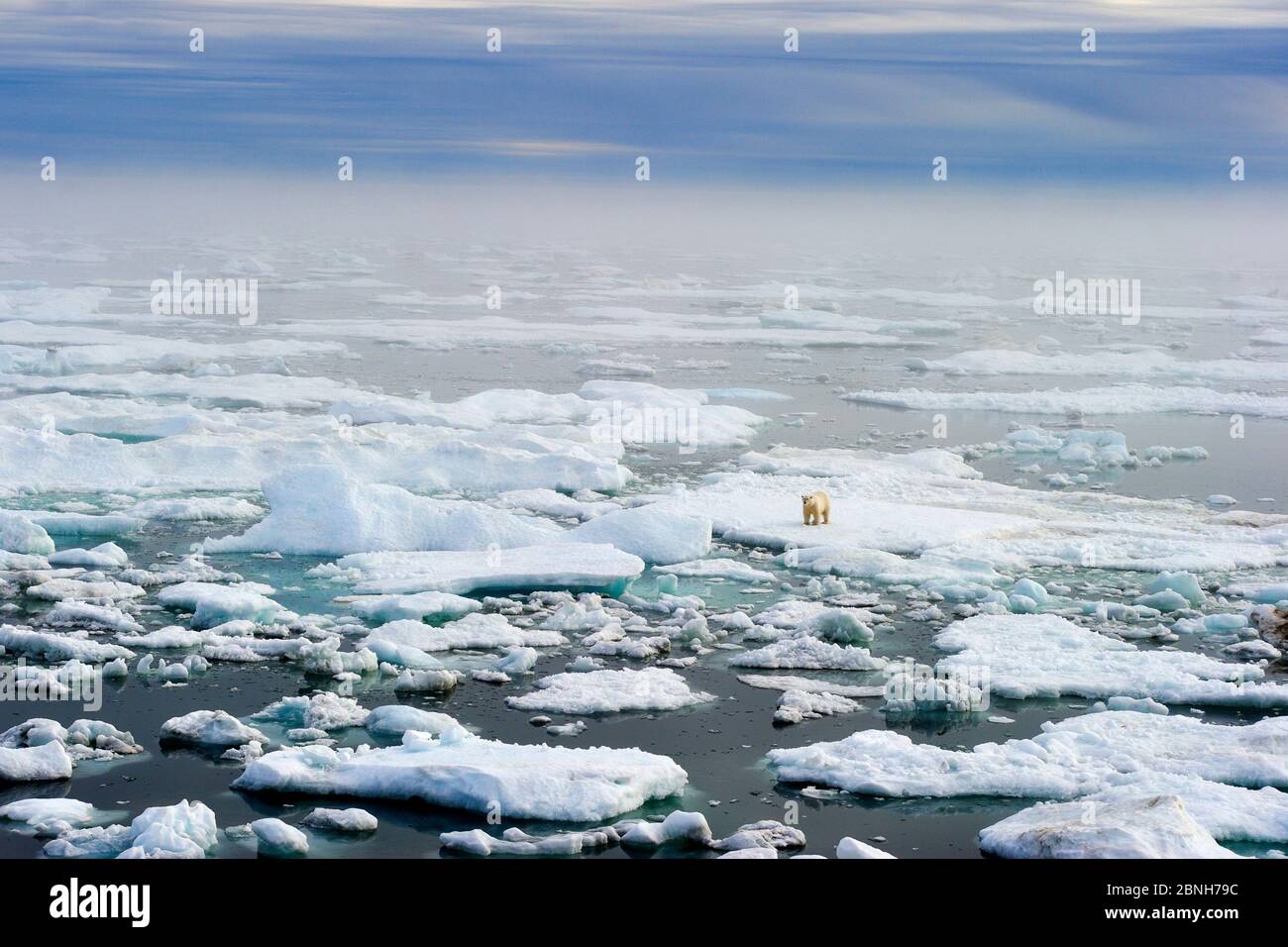 Polar bear (Ursus maritimus) on drifting pack ice, Wrangel Island, Far East Russia, September. Stock Photo