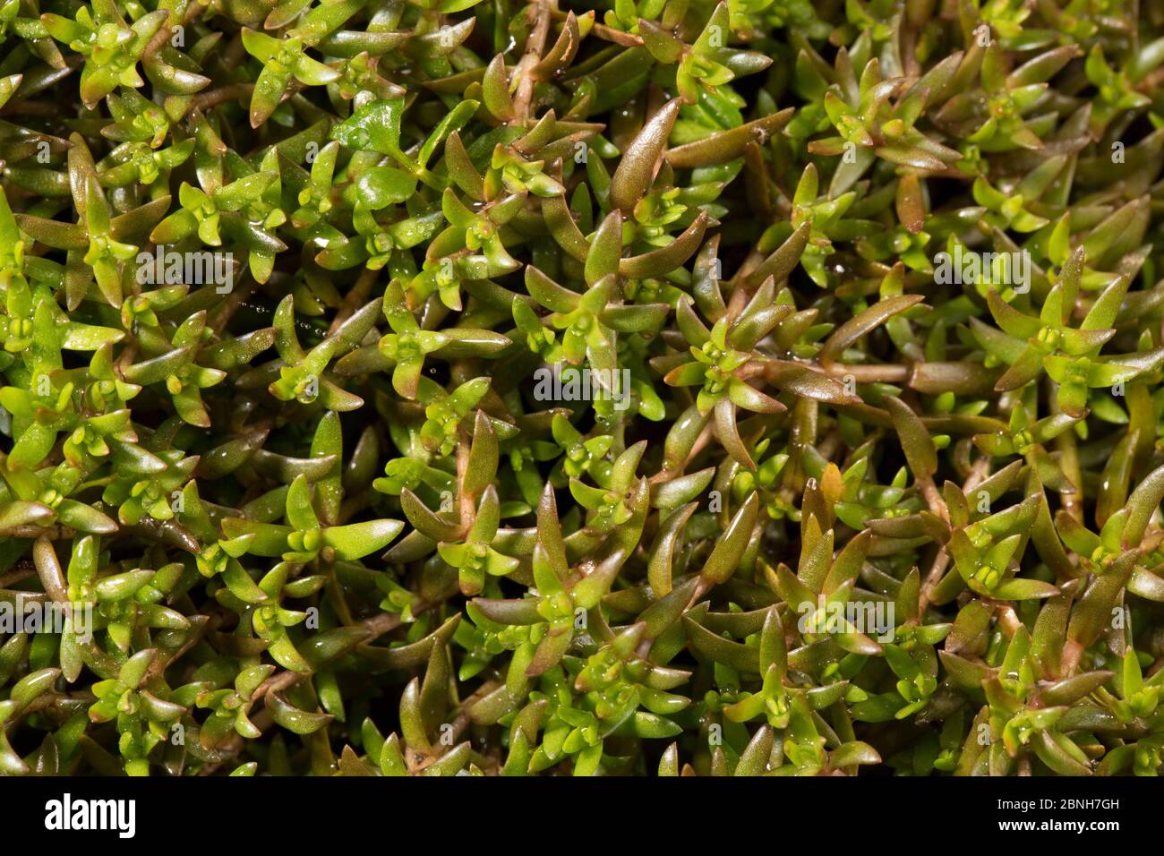Swamp Stonecrop (Crassula helmsii) close up detail, Somme Valley, France, April Stock Photo
