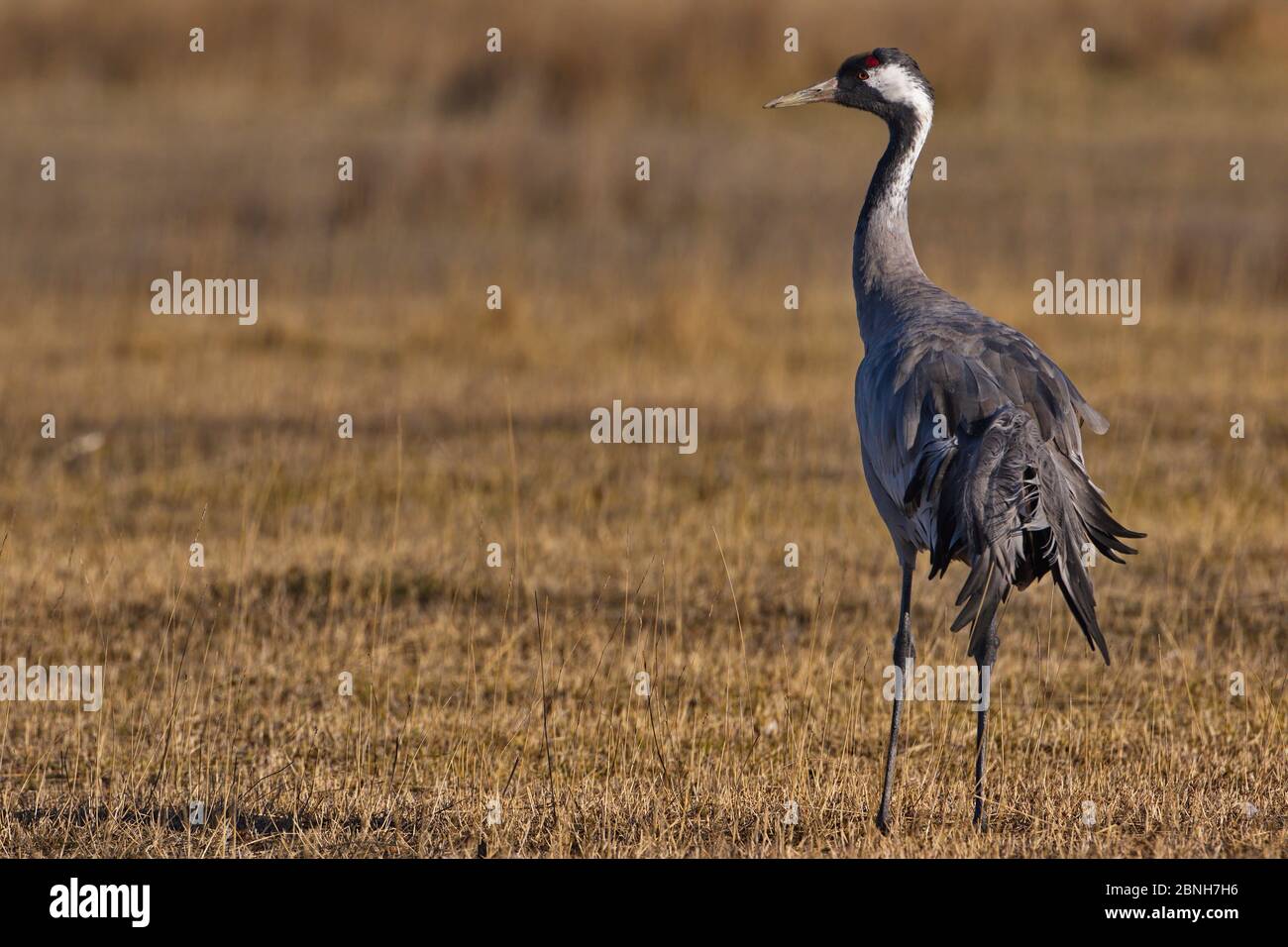 Gallocanta,Zaragoza/Spain; Feb.11, 2019. The migratory passage of the Common Crane (Grus grus) through the Gallocanta Lagoon; one of the rest stops. Stock Photo