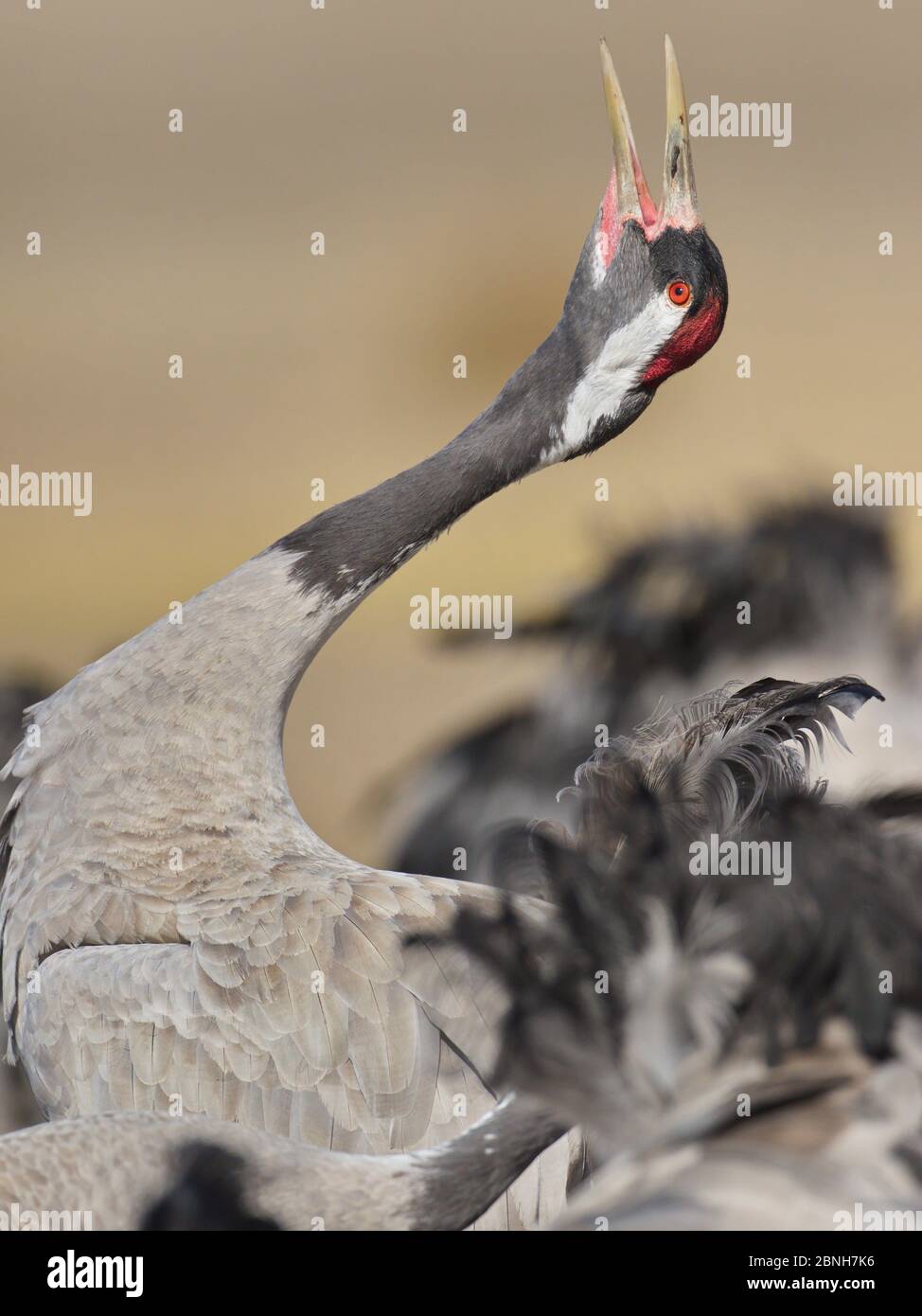 Gallocanta,Zaragoza/Spain; Feb.11, 2019. The migratory passage of the Common Crane (Grus grus) through the Gallocanta Lagoon. In the image a energetic Stock Photo