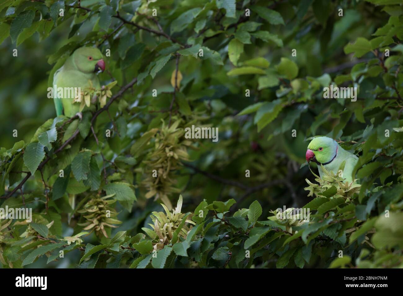 Rose-ringed Parakeet  (Psittacula krameri) introduced species, feeding in tree, Paris region, France, August Stock Photo