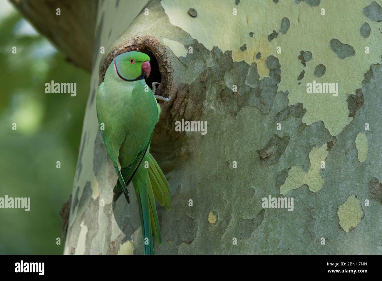 Rose-ringed Parakeet  (Psittacula krameri) introduced species, at nest in tree, Paris region, France, August Stock Photo