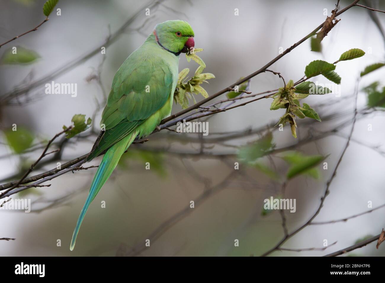 Rose-ringed Parakeet  (Psittacula krameri) introduced species feeding in tree, Paris region, France, September Stock Photo