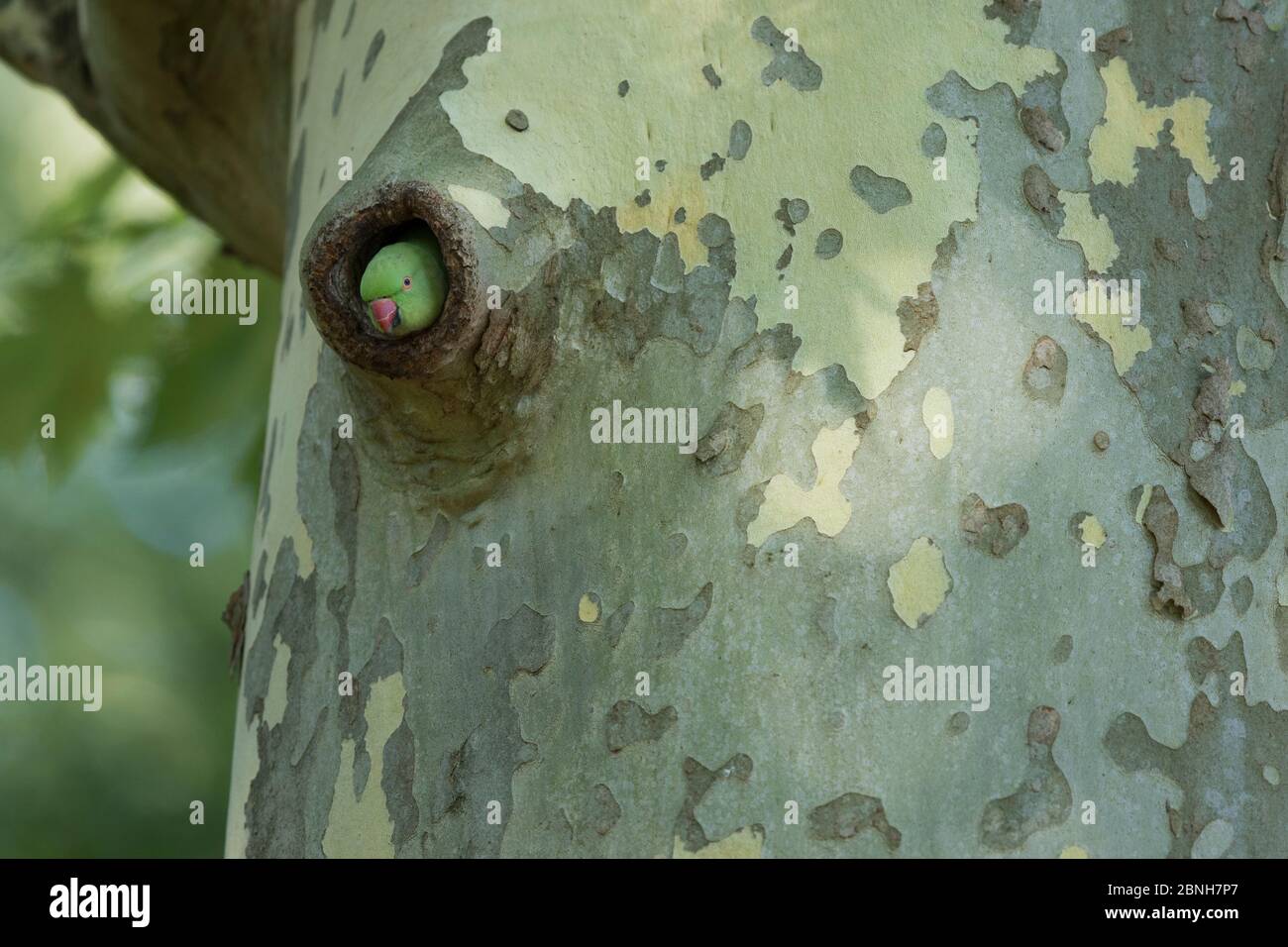 Rose-ringed Parakeet  (Psittacula krameri) introduced species, at nest in tree, Paris region, France, August Stock Photo