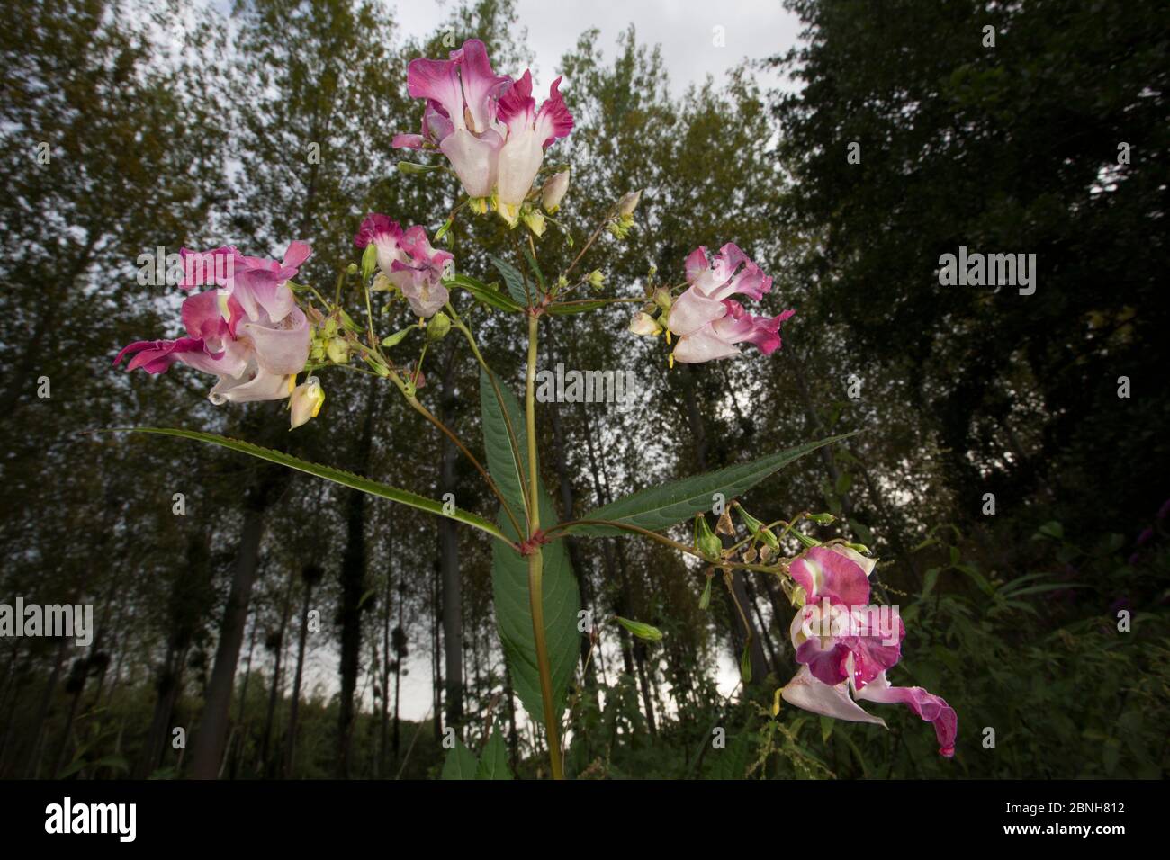 Himalayan Balsam (Impatiens glandulifera) an introduced species, Burgundy, France August Stock Photo