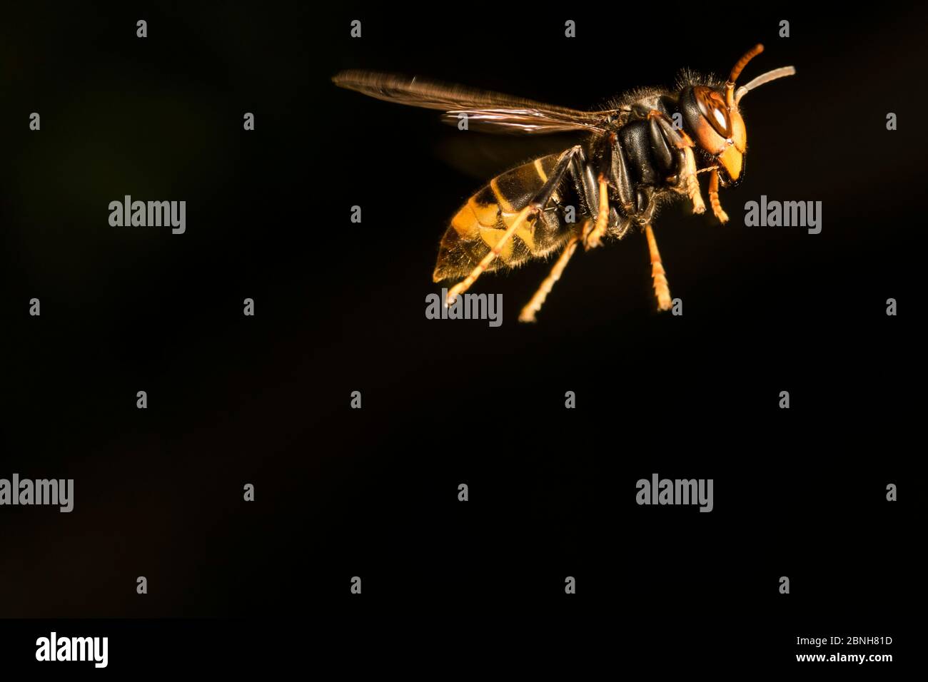 Asian Predatory Wasp (Vespa velutina nigrithorax) an invastive species, In flight, hunting bees, Nantes, France Stock Photo