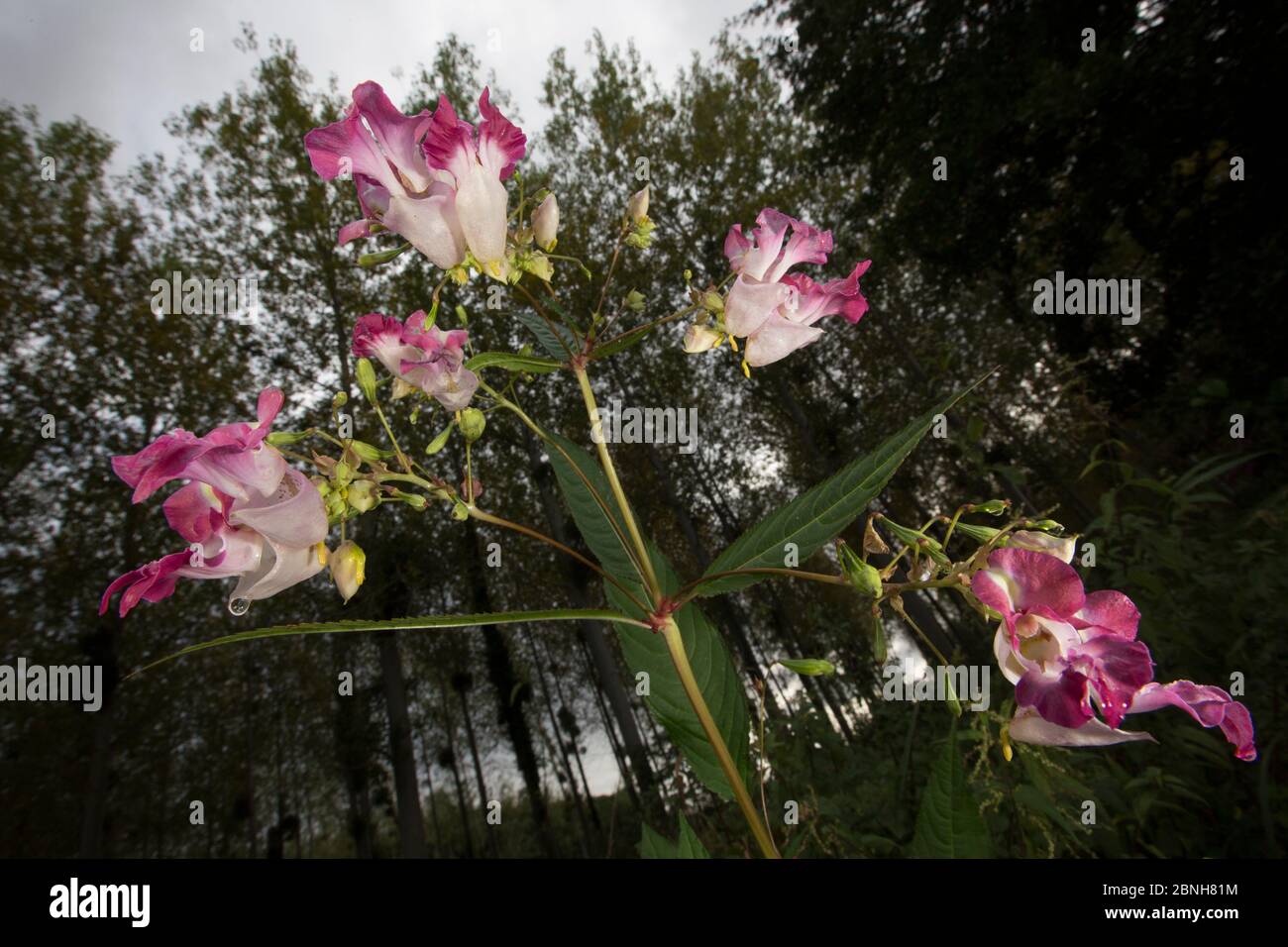 Himalayan Balsam (Impatiens glandulifera) an introduced species, Burgundy, France August Stock Photo