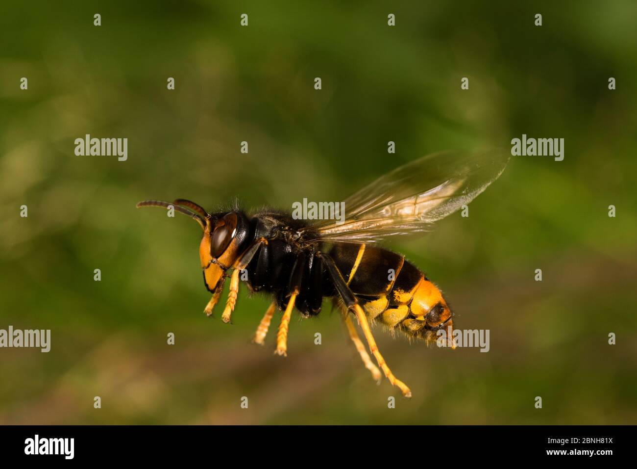 Asian predatory wasp (Vespa velutina nigrithorax) people destroying and removing the nest, invasive species, Nantes, France, September 2015 Stock Photo