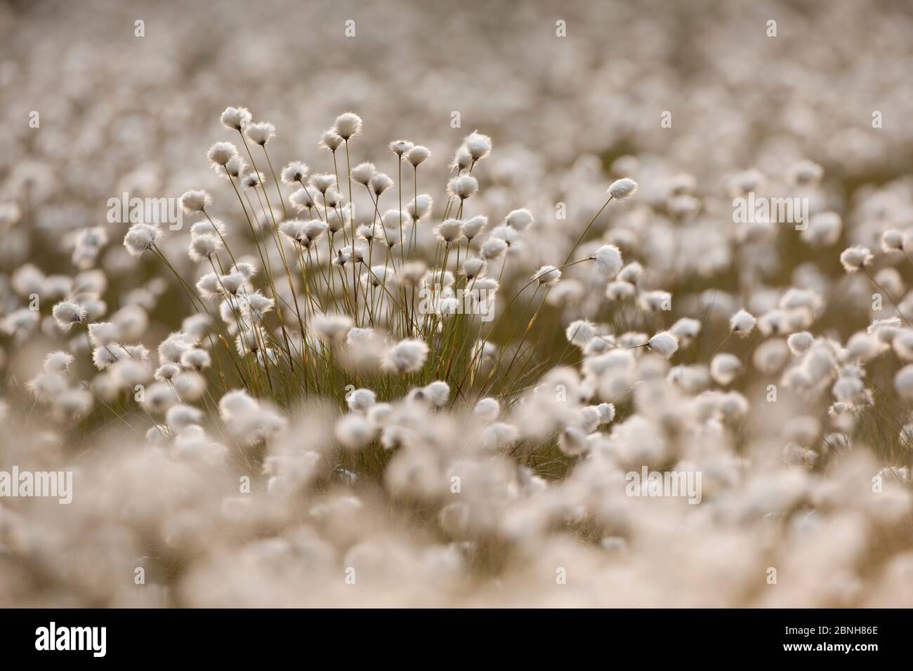 Harestail grass hires stock photography and images Alamy