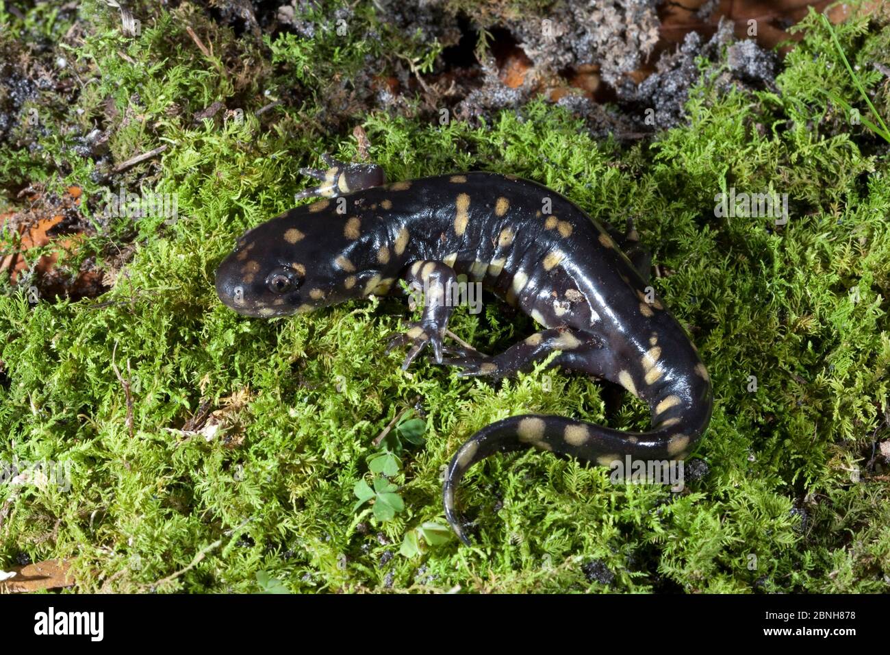 Eastern tiger salamander (Ambystoma tigrinum) North Florida, USA, December. Stock Photo