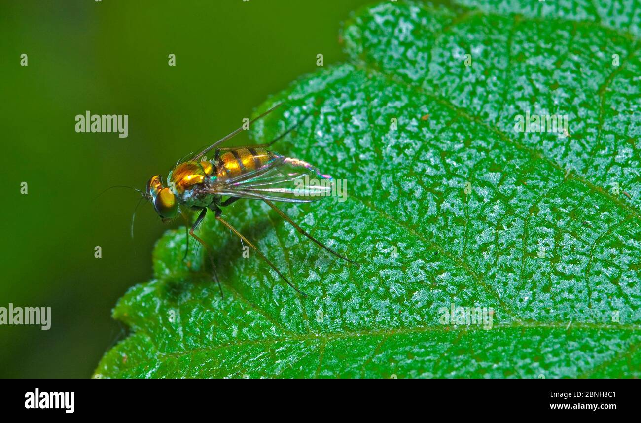 Long legged fly (Chrysosoma sp) on leaf, North Florida, USA, August. Stock Photo