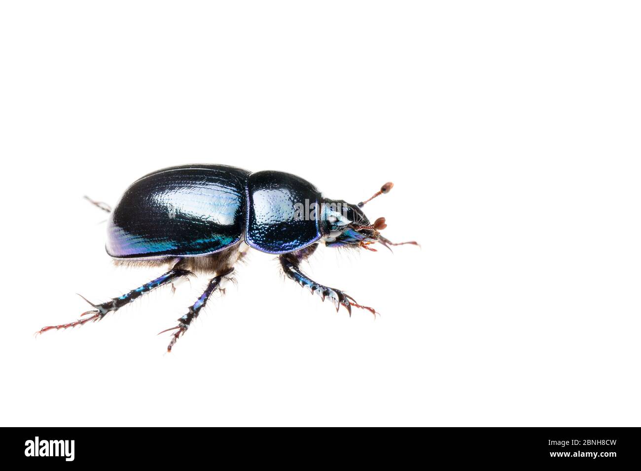 Forest dung beetle (Anoplotrupes stercorosus), Maine-et-Loire, France, October, meetyourneighbours.net project Stock Photo