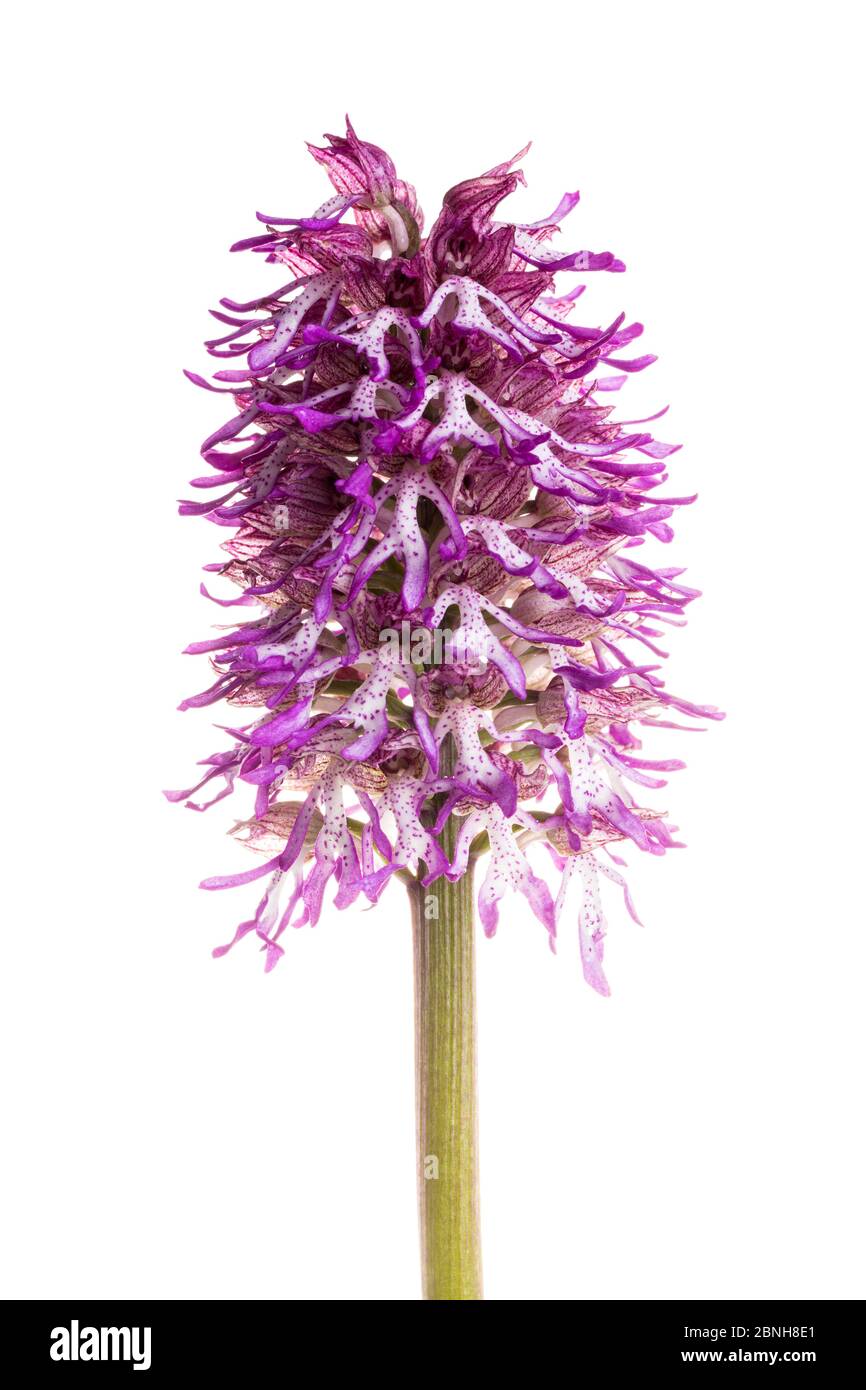 Orchis x angusticruris orchid (Orchis purpurea X Orchis simia) hybrid in flower, Maine-et-Loire, France, May, meetyourneighbours.net project Stock Photo