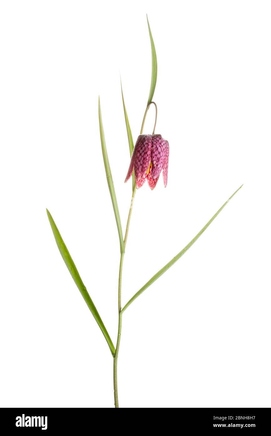 Snake's head fritillary (Fritillaria meleagris) in flower, Maine-et-Loire, France, April, meetyourneighbours.net project Stock Photo
