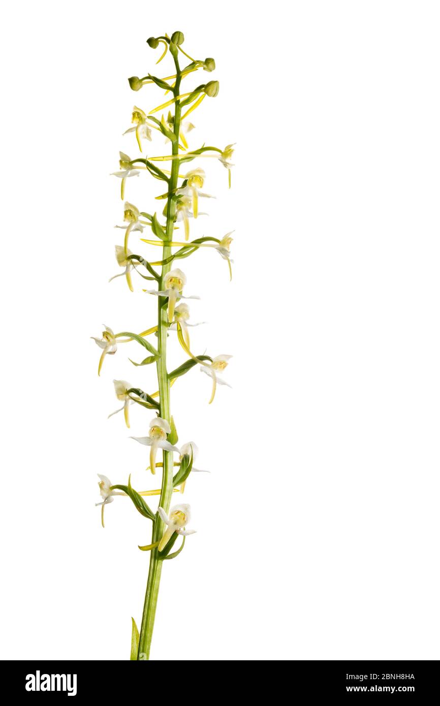 Greater butterfly orchid (Platanthera chlorantha) in flower, Maine-et-Loire, France, May, meetyourneighbours.net project Stock Photo