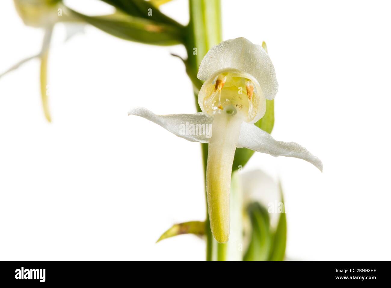 Greater butterfly orchid (Platanthera chlorantha) in flower, close-up, Maine-et-Loire, France, May, meetyourneighbours.net project Stock Photo
