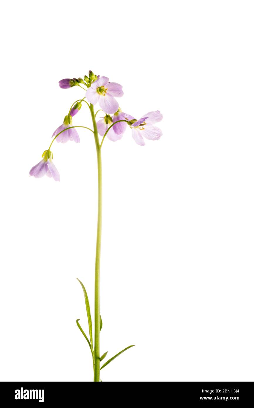 Cuckoo flower (Cardamine pratensis), Maine-et-Loire, France, April, meetyourneighbours.net project Stock Photo