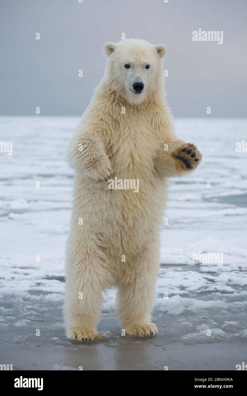 Polar bear hind legs hi-res stock photography and images - Alamy