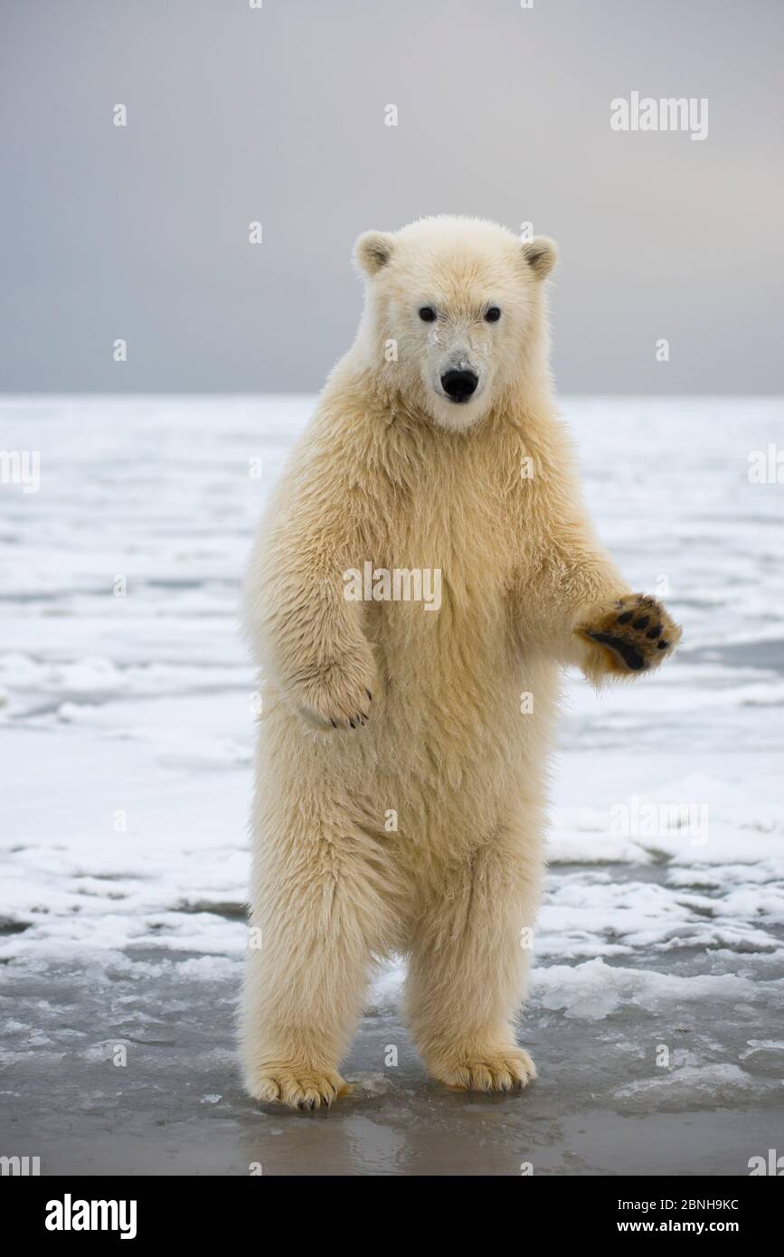 Polar bear hind legs hi-res stock photography and images - Alamy