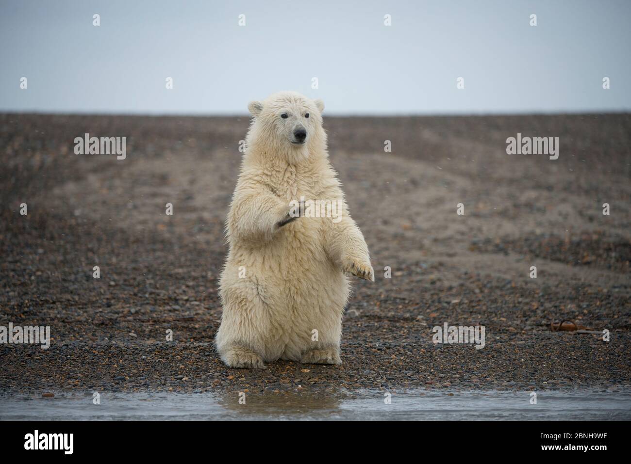 Polar bear hind legs hi-res stock photography and images - Alamy