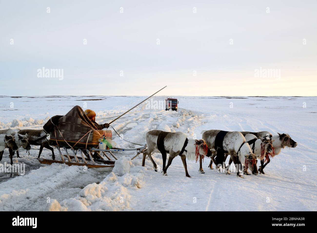 Nenet herder driving Reindeer sled (Rangifer tarandus) across ice road for trucks to nothern gas and oil plants. Yar-Sale district, Yamal, Northwest S Stock Photo