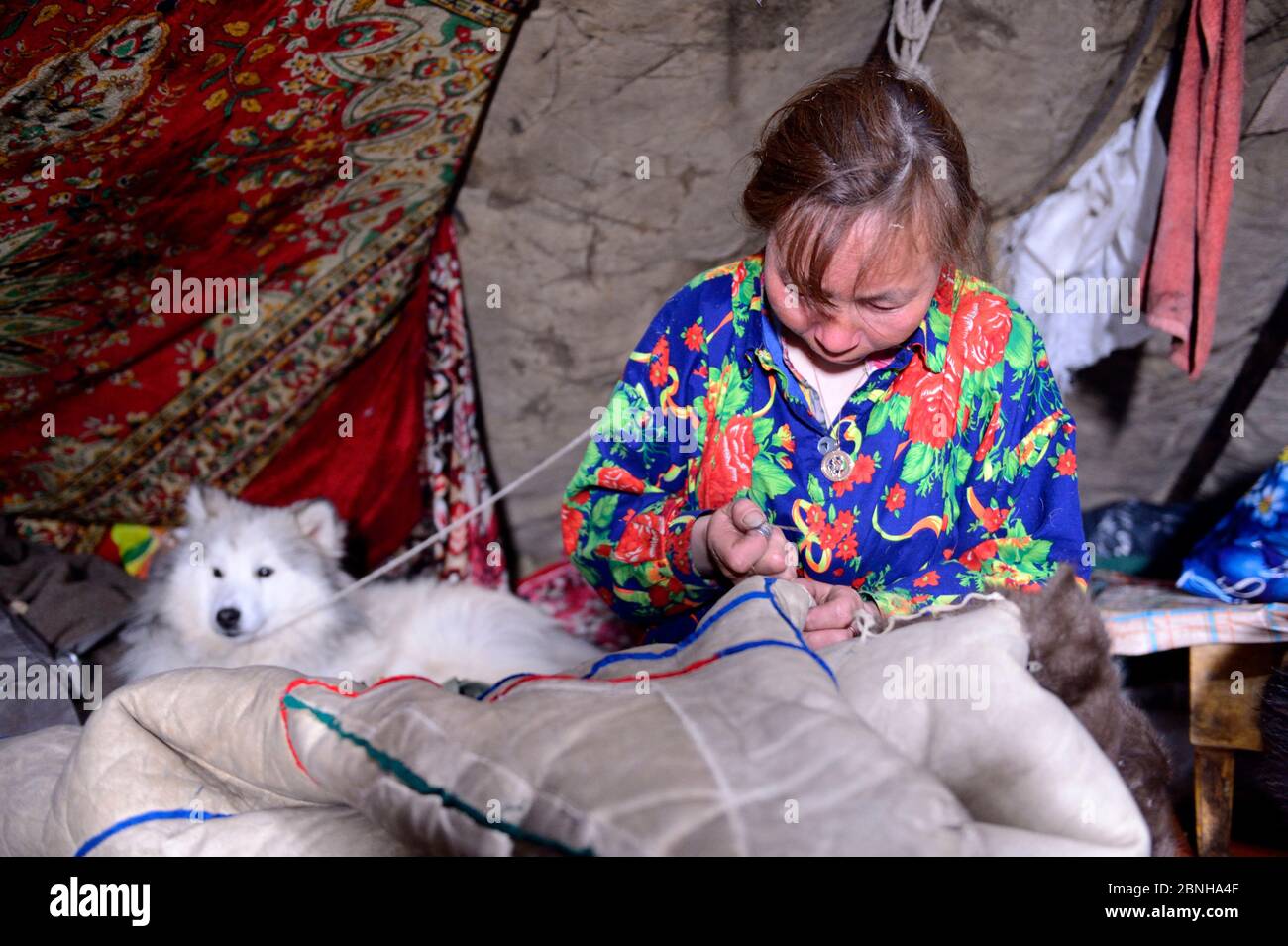 Nenet woman sewing coat (malitsa) made with reindeer skin and fur, inside tent with pet dog. Yar-Sale district. Yamal, Northwest Siberia, Russia. Apri Stock Photo