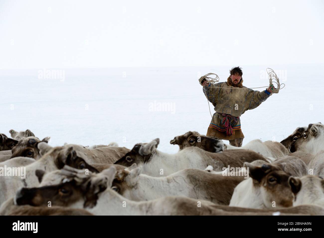 Sergueï Chorolya, Nenets herder lassoing draught reindeers (Rangifer tarandus). Yar-Sale district. Yamal, Northwest Siberia, Russia. April 2016. Stock Photo