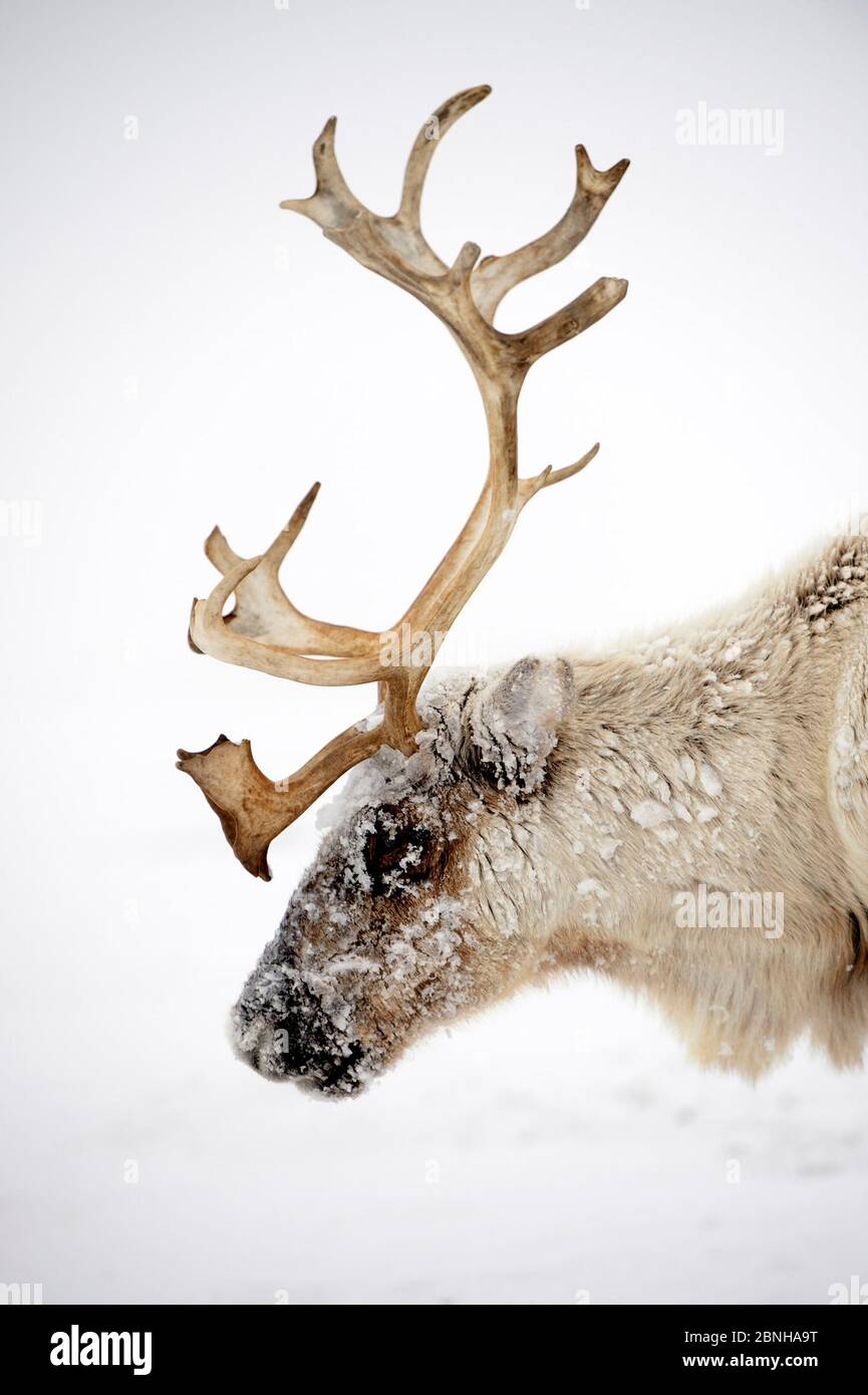 Head portrait of ice covered Reindeer (Rangifer tarandus) during storm. Yar-Sale district, Yamal, Northwest Siberia, Russia. April. Stock Photo