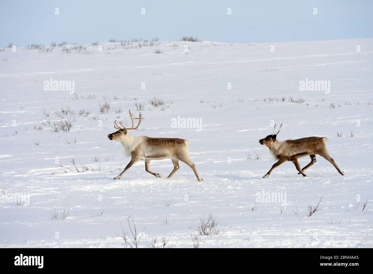 Two reindeer running in tundra (Rangifer tarandus) during spring migration. Yar-Sale district, Yamal, Northwest Siberia, Russia. April. Stock Photo